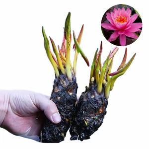 Nymphaea 'Miss Siam' - una Planta Acuática Adecuada para Estanques de Jardín e Invernaderos - Lirio de Agua 'Miss Siam' - Product Image 1