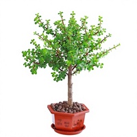 Tanaman Sukulen Pachypodium Lamerei Varietas Elegant Dance - Batang Dewasa yang Montok, Spesimen Besar, Mudah Tumbuh di Dalam Ruangan, Tanaman Hias