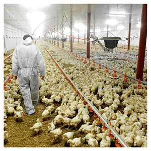 Düşük fiyat tavuk ekipmanları tavuk evi için tarım sistemi