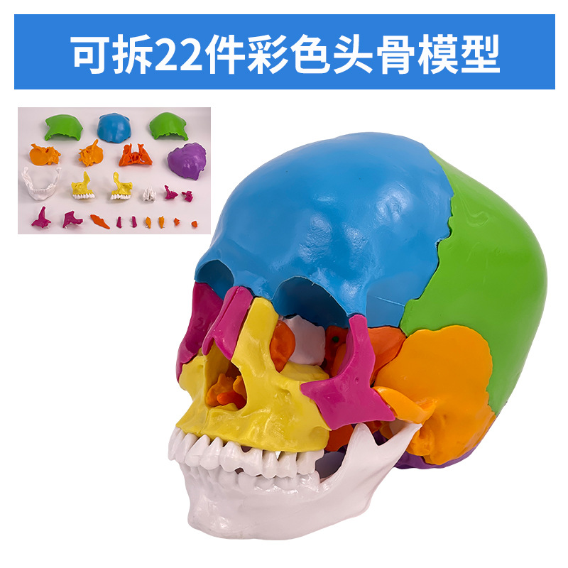 Crâne coloré détachable en 22 parties