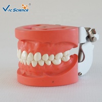 Modelo Dental Estándar de 28 Dientes con Encías Duras, Articulador FE para Prácticas de Enseñanza Dental, con Certificaciones CE, ISO, ROHS y CNAS