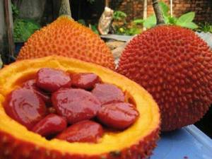 Huile de Gac pressée à froid pour la peau et les cheveux, vitamines A et E naturelles, huile de superfruits vietnamiens, bon prix - Product Image 3