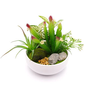 Mini plante succulente en pot, vente en gros, Style mixte différents, Mini plante succulente pour la décoration - Product Image 2