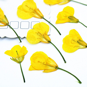 Têtes de fleurs de canola séchées pressées pour l'art de la résine, le nail art, le scrapbooking, les marque-pages et l'art floral pressé - Product Image 2