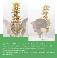 Modelo de Pelvis Humana de Tamaño Real para Ciencias Médicas con 5 Vértebras Lumbares, Modelo Anatómico Educativo con Certificación CE/ISO