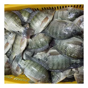 Professional Production Selling to Buyers of Tilapia Whole Round All Size IQF 10 kgs Frozen Live Tilapia Farming Fish Supplier