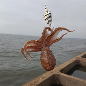 Appât de pêche en mer en bois luminescent avec crochet en forme de coquille <span class=keywords><strong>d</strong></span>'<span class=keywords><strong>escargot</strong></span> de mer naturel, 9g 25g, <span class=keywords><strong>pour</strong></span> la pêche en mer - Product Image 1