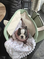 Sac de transport pour chien pour petits chiens, sac fourre-tout souple pour chien avec clip de harnais de sécurité, sac de transport confortable pour animaux de compagnie pour chiens de moins de 15 livres