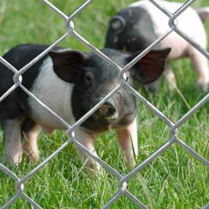 Concurrerende Prijs 6ft 7ft 8ft Boerderij Tuin Hek 9G 11.5G 12G Draad Gebruikt Gegalvaniseerde Ketting Link Diamant Draad Hek Kit Te Koop - Product Image 5