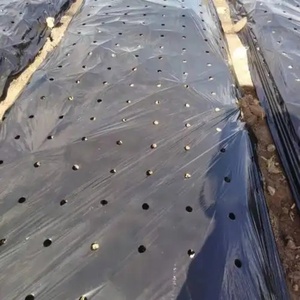 Film de <span class=keywords><strong>paillage</strong></span> agricole perforé anti-mauvaises herbes, protection UV, fort pouvoir ombrageant, protection des semis - Product Image 1