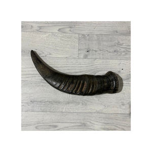 แตรควายธรรมชาติสำหรับการค้าและการค้า - Product Image 2