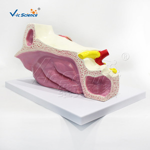 VIC01057 Modèle agrandi de l'œil et des vaisseaux et des nerfs orbitaux, Modèle d'organe structurel humain - Product Image 4