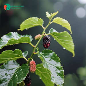 Herbspirit Bulk Supply Mulberry Leaf <strong>Extract</strong> <strong>Powder</strong> - Product Image 3