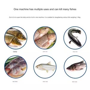 Hot Selling Fish Descaler Automatic Fish <strong>Killer</strong> Anchovy Fish Killing Scaling Gutting Filleting Machine - Product Image 6