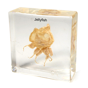 Gelsonlab HSBS-039 Akrilik Mürekkepbalığı Numune gömülü biyolojik örnekler - Product Image 4