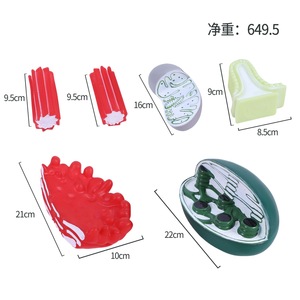 Modelos de estructura de organelos celulares para enseñanza de biología Mitocondrias, <span class=keywords><strong>Golgi</strong></span>, cloroplasto, centrosoma - Product Image 5