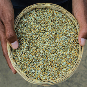 Grain de bajra cru indien - Product Image 1