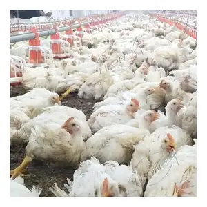 Precio de la pila, pollos COOP 5000 a la venta en línea - Product Image 2