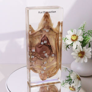 Tassidermia di Animali Reali in Vendita, Esemplare di Ratto Dissezionato in Resina, Giocattoli Educativi per Scuole Superiori - Product Image 2