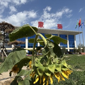 <span class=keywords><strong>Semillas</strong></span> <span class=keywords><strong>de</strong></span> <span class=keywords><strong>Girasol</strong></span> Secas Crudas <span class=keywords><strong>de</strong></span> Alta Calidad para Extracción <span class=keywords><strong>de</strong></span> Aceite y Uso Alimentario, Cultivadas Orgánicamente en Mongolia Interior (Venta al por Mayor) - Product Image 6
