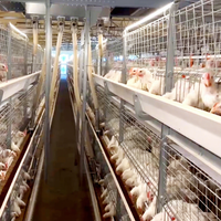 Système d'abreuvement automatique, conception modulaire multi-niveaux, cage à poulets de type H de taille personnalisée pour l'élevage de volailles