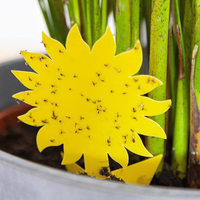 Pièges à insectes super adhésifs pour plantes de pépinière: protégez les jeunes plantes de votre pépinière des insectes nuisibles