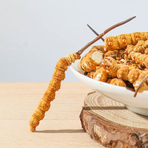 Großhandel Bulk Chinese Herbs 100% reiner chinesischer Cordy ceps getrockneter Caterpillar Pilz - Product Image 3