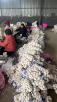 Ail chinois frais à prix préférentiel d'exportation en gros et de haute qualité