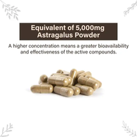 Kapsul Ekstrak Akar Astragalus Herbal Organik OLLI Pasokan Pabrik Suplemen Nutrisi untuk Dukungan Kekebalan Tubuh Dewasa