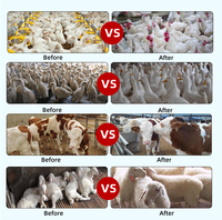 Additifs alimentaires pour la prise de poids des poulets, acides aminés de qualité alimentaire, promoteur de croissance avicole, améliorant l'engraissement, vitamines