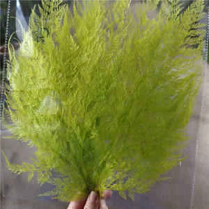 Букет из вечных цветов «Снежинка-Папоротник», элитный букет из натуральных цветов, материал для DIY, украшение на день рождения, подарочная коробка, стеклянная крышка, Китай, легкий - Product Image 3