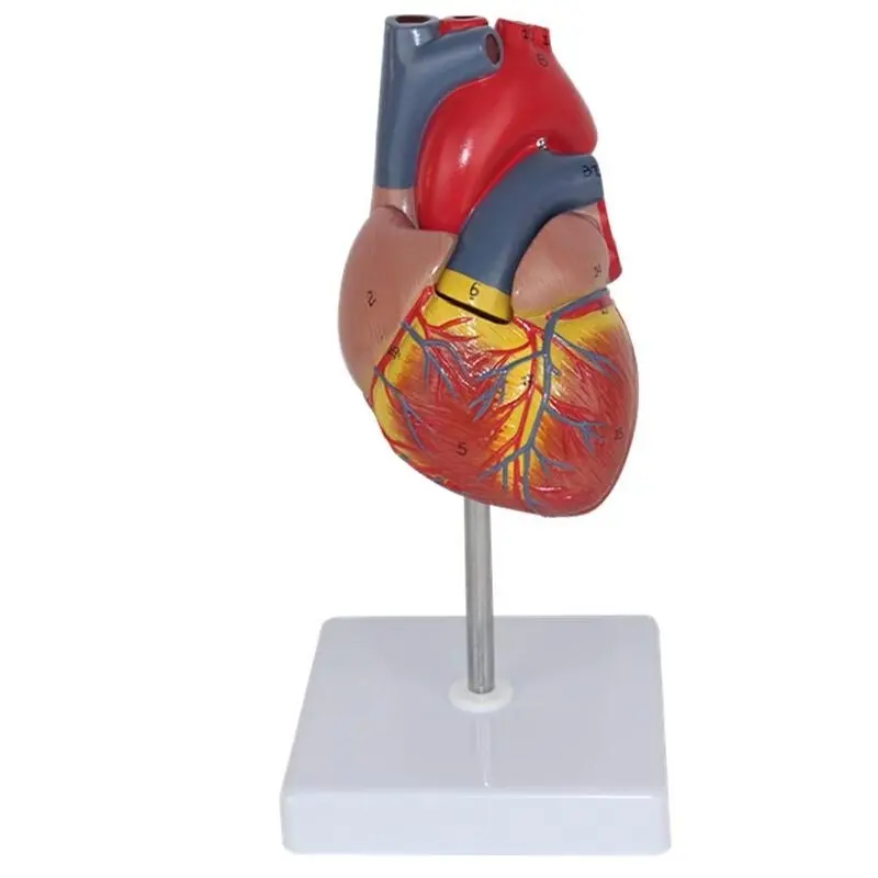 Modello anatomico di insegnamento dell'anatomia del cuore umano scienza medica visceri modello di organo medico risorse didattiche con supporto in PVC