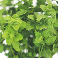 Daun Peppermint Segar Buatan, Hiasan Dekoratif untuk Pernikahan, Natal, Taman, Rumah, Kantor, Dekorasi, Rangkaian Bunga