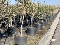 Bac En jardinage Pour plantes, pot de fleurs En plastique Pour pépinière, vente En gros, 1 2 3 4 5 6 7 10 15 gallons, vente En gros