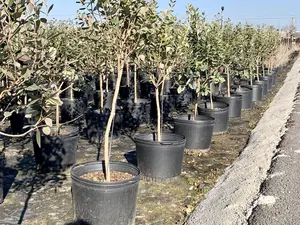 Wholesale Cheap Outdoor Recycled Pots Pour Plante En 1 2 3 4 5 6 7 10 15 Gallon Nursery Plastic Flower Pots For Ficus
