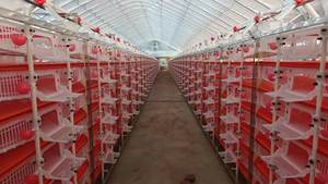 Yaygın ihracat istikrarlı kuş kafesleri 300 quaquaHJ-X500 için paslanmaz çelik bıldırcın kafesi - Product Image 3