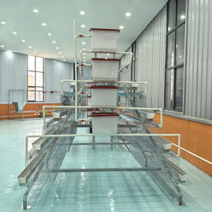 96/128 3/4 livelli di uccelli commerciano uno strato di tipo gabbie di pollo rimozione del letame a manovella per l'allevamento di pollame di uccelli 1000 - Product Image 4