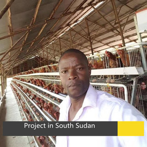 Cage à poules automatique pour la collecte des œufs pour élevage avicole avec prix <span class=keywords><strong>de</strong></span> cage à poules pondeuses inférieur, très populaire en Tanzanie - Product Image 6
