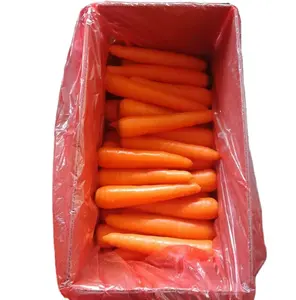新鲜胡萝卜大小150/200克中国供应新季节红胡萝卜