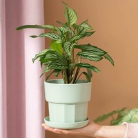 Pot Bunga Lantai Galon Kecil Ringan Tahan Lama PP Hijau dengan Lubang Drainase