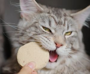 En çok satan yüksek <span class=keywords><strong>Protein</strong></span> kuru % kedi maması tam dondurularak kurutulmuş sığır ve tavuk eti Patty kediler için sağlık aperatifler - Product Image 4