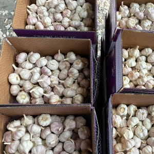 <span class=keywords><strong>Ajo</strong></span> <span class=keywords><strong>Blanco</strong></span> Común Fresco de Última Cosecha para Restaurantes y Mercados, Venta al por Mayor Directa de Fábrica, Colombia - Product Image 4