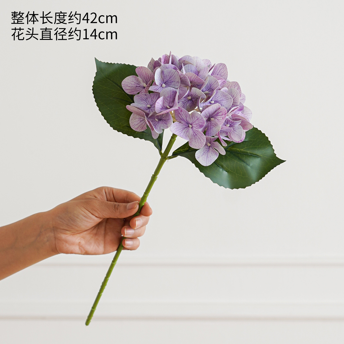 Hortensia de una sola cabeza, morado antiguo.