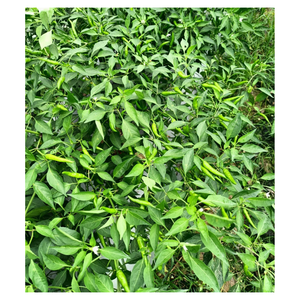 Especias de hierbas secas de Chile fresco del equipo profesional vietnamita crudas para bebidas, alimentos, servicio postventa continuo disponible - Product Image 2