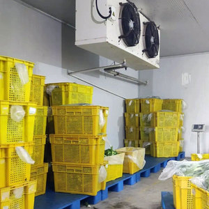 غرفة نضج الموز وغرفة التبريد المستخدمة في تخزين الموز الأخضر، ألواح تبريد للبيع أو غرفة تبريد تجارية للفواكه - Product Image 3