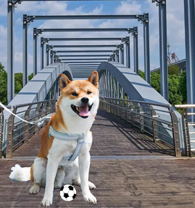Correa ajustable para perros medianos con comodidad y respiración libre chaleco <span class=keywords><strong>stock</strong></span> al por mayor suministros para mascotas - Product Image 2