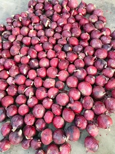 Rau xuất khẩu Trung Quốc tự nhiên tươi màu đỏ vàng hành tây bán buôn Vàng hành tây cebolla oignon - Product Image 5