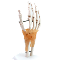 Berserk-reloj mecánico automático de esqueleto de China, modelo de esqueleto humano Flexible