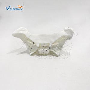 Modèle agrandi de la clavicule humaine, modèle anatomique, démonstration pédagogique biologique, modèle pédagogique médical orthopédique - Product Image 4