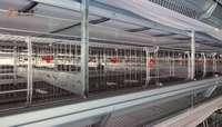 Nouvelle poulailler automatique de type H à énergie solaire et cage à poulettes avec structure en acier galvanisé pour usage agricole